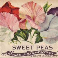 ajbrownsweetpeas.JPG