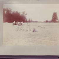 Woman and Two Men Harvesting in June of 1895